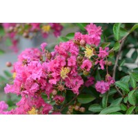 Myrta krepová červená - Lagerstroemia indica ´Dynamite´ Co3,5L 40/60