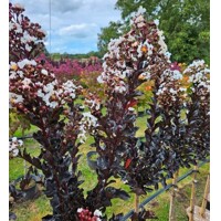 Myrta krepová tmavo ružová - Lagerstroemia indica ´ Bianco Grassi´  Co3L 60/100