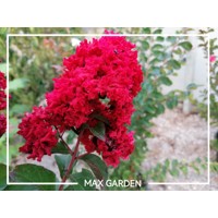 Myrta krepová červená - Lagerstroemia indica ´Dynamite´ Co10L 125/150