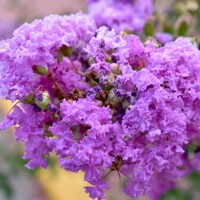 Myrta krepová červená - Lagerstroemia indica ´Durant Red´ Co3L 20/30