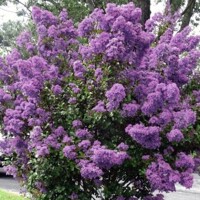 Myrta krepová červená - Lagerstroemia indica ´Durant Red´ Co3L 20/30