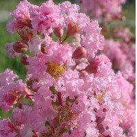 Myrta krepová červená - Lagerstroemia indica ´Durant Red´ Co3L 20/30