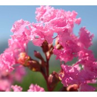 Myrta krepová červená - Lagerstroemia indica ´Durant Red´ Co3L 20/30