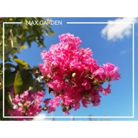 Myrta krepová tmavo ružová - Lagerstroemia indica ´Rosea Grassi ´  Co10L  160/180