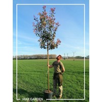 Červienka, Fotínia - Photinia fraseri Red Robin Co18-25L vysokokmeň