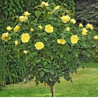 Ruža na kmienku - oranžová - Rosa Alberetto  Co9L 1/2 kmeň
