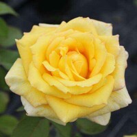 Ruža na kmienku - oranžová - Rosa Alberetto  Co9L 1/2 kmeň