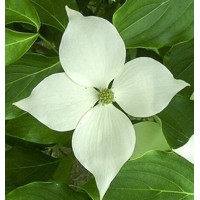 Drieň kousa - Cornus kousa 'Milky Way' Co25L 125/150