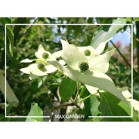 Drieň kousa - Cornus kousa 'Milky Way' Co25L 125/150