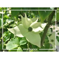 Drieň kousa - Cornus kousa 'Milky Way' Co25L 125/150