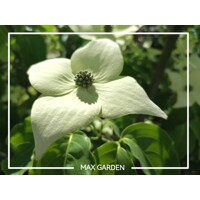 Drieň kousa - Cornus kousa 'Milky Way' Co25L 125/150