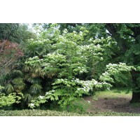 Drieň kousa - Cornus kousa 'Milky Way' Co25L 125/150