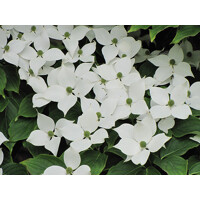 Drieň kousa - Cornus kousa 'Milky Way' Co25L 125/150