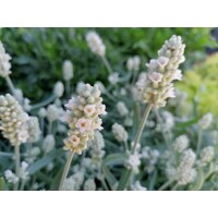 Levanduľa úzkolistá  - Lavandula angustifolia 'Ellagance Ice White'  P17