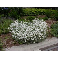 Cerastium tomentosum