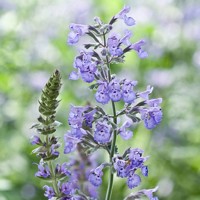 Nepeta faassenii 'Six Hills Giant´Co9