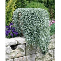 Dichondra argentea ´Silver Falls´