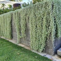 Dichondra argentea ´Silver Falls´