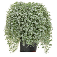 Dichondra argentea ´Silver Falls´