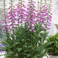 Náprstník - Digitalis purpurea ´Lucas´