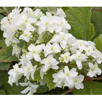 Hortenzia dubolistá -  Hydrangea quercifolia ´Hovaria´ - 110/130cm