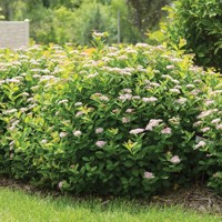 Spiraea betulifolia ´Tor´ Co1L 10/20