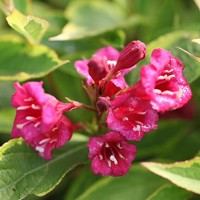 Vajgela kvetnatá - Weigela florida 'Ebony and Ivory' Co2,5L  20/30