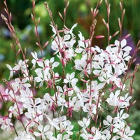 Gaura  - biela  P17