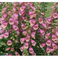 Náprstník - Digitalis ´Arctic Fox Rose´
