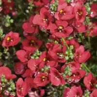 Diascia 'Piccadilly Red'