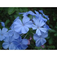 Plumbago auriculata - 50/60cm