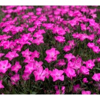 Dianthus ´I love U´ P18