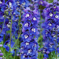 Stračonôžka - Delphinium 'Astolat' K9