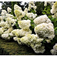 Hortenzia metlinatá - Hydrangea paniculata 'Grandiflora' - 40/50cm