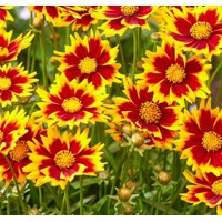 Coreopsis grandiflora 