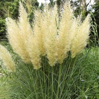 Pampová tráva - Cortaderia selloana Pumila