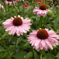 Echinacea ´SunSeecers Coral´ P15