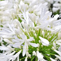 Agapanthus africanus ´