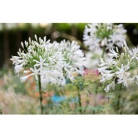 Agapanthus africanus ´