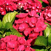Hortenzia kalinolistá - Hydrangea macrophylla 
