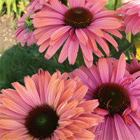 Echinacea ´SunSeecers Coral´ P15