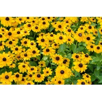 Rudbekia žiarivá  - Rudbeckia ´Toto Gold´ Co1L