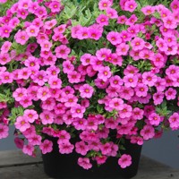 Calibrachoa Bouquet ´Brilliant Pink´