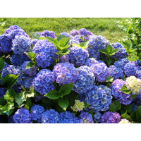 Hortenzia kalinolistá - Hydrangea macrophylla ´Bodensee´  Veľkosť: 25/30 , Co2L