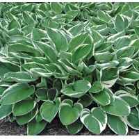 Funkia - Hosta MIX farieb Co1L  5/10