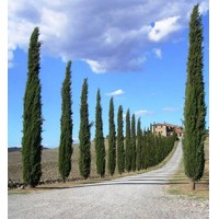 Cyprus vždyzelený - Cupressus sempervirens 'Totem' Co7/10L 80/100