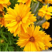 COREOPSIS grandiflora ’Early Sunrise’