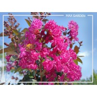 Myrta krepová sv.ružová - Lagerstroemia indica ´Rhapsody Pink´ Co10L 20/30