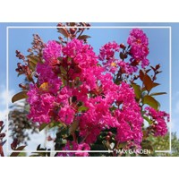 Myrta krepová sv.ružová - Lagerstroemia indica ´Rhapsody Pink´ Co10L 20/30