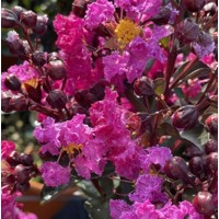 Myrta krepová sv.ružová - Lagerstroemia indica ´Rhapsody Pink´ Co10L 20/30